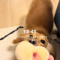 プレゼントのおもちゃで遊ぶツキちゃん