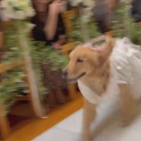 元気よく登場するも…