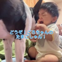 赤ちゃんが泣いた時のごろちゃん3