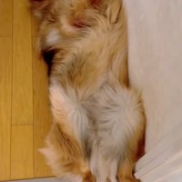 顔を上げるジーボくん