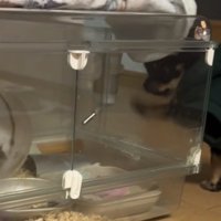 ケージをたたく犬