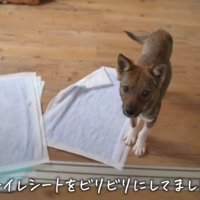 イタズラする余裕も出てきた！