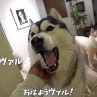 弟のヴァルくん