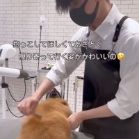 ブラッシングしてもらう犬