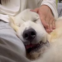 目を閉じてうっとりと撫でられる犬