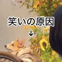 ソファにいる犬