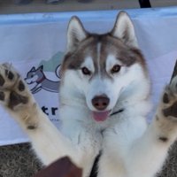 ハスキー