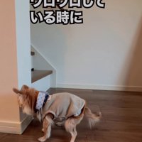 ウロウロ徘徊する