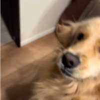 失敗する犬
