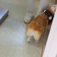 獣医