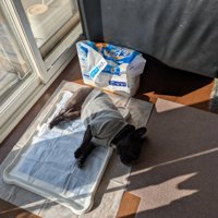 窓辺で眠るジーナちゃん