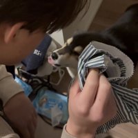 舌を出している犬
