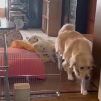 後ろをついてきたのは…