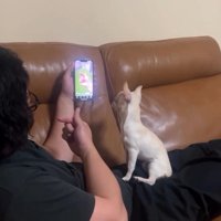 スマホ画面を見る鱈ちゃん1