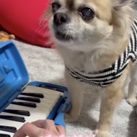 ずっと歌います