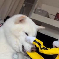 パンチするおもちゃVSだい吉くん5