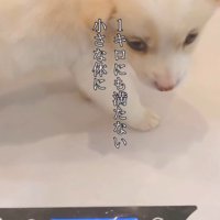 体重計の上に乗る小さな子犬