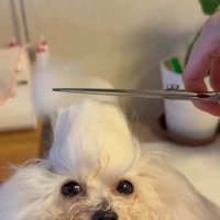 ちょんまげを切られた糸ちゃん