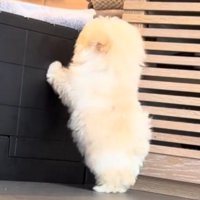 壁に前足をついて、壁の向こう側を見つめる子犬