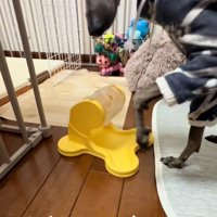 おやつを目で追うティナちゃん