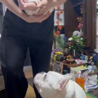 コロちゃんと赤ちゃんの初対面