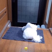 玄関の前で飼い主の帰りを待つ犬