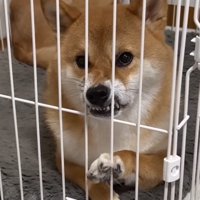 不満顔の柴犬