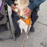 老年男性に支えられて立ち上がっている犬