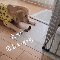 床におやつを置く姉犬