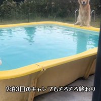 プールの縁に座っている犬