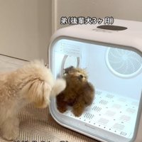 足で開けようとする犬2