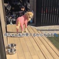 ウッドデッキでこちらを見る犬と後ろ姿の男の子