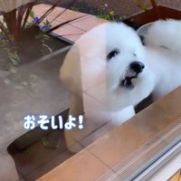 ショーンくんのお迎え8