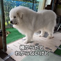 横から見ると分からないけど…