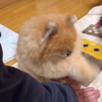 素早く2回目のタッチをする犬