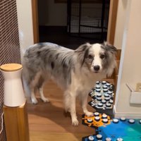 会話ボタンの前に立つ犬