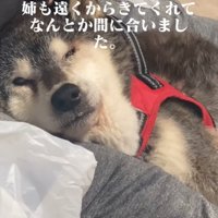 横になる老犬2