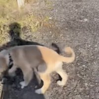 止まろうとする犬