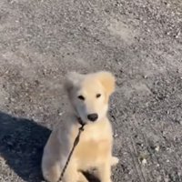 表情が変わる犬