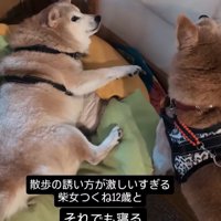 妹犬の声に驚いて目を開くお姉ちゃん犬