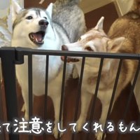 もんちゃんとにこちゃん