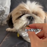 止まる犬