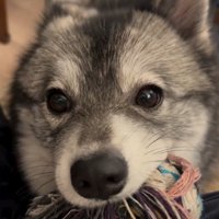 おもちゃをくわえる犬1