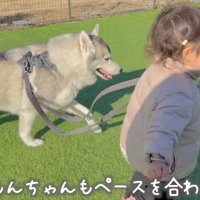 ドッグランの中を一緒に歩く犬と女の子