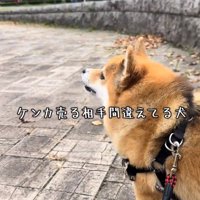 銅像を見るあずきちゃん