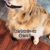 撫でられるゴールデン