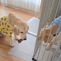 おやつを咥えてケージの前にやってきた姉犬