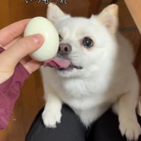 ゆで卵を欲しがるベラちゃん8