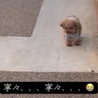 うつむき気味の犬
