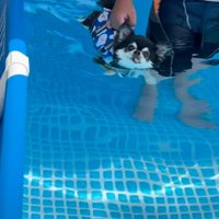 移動させてもらう犬